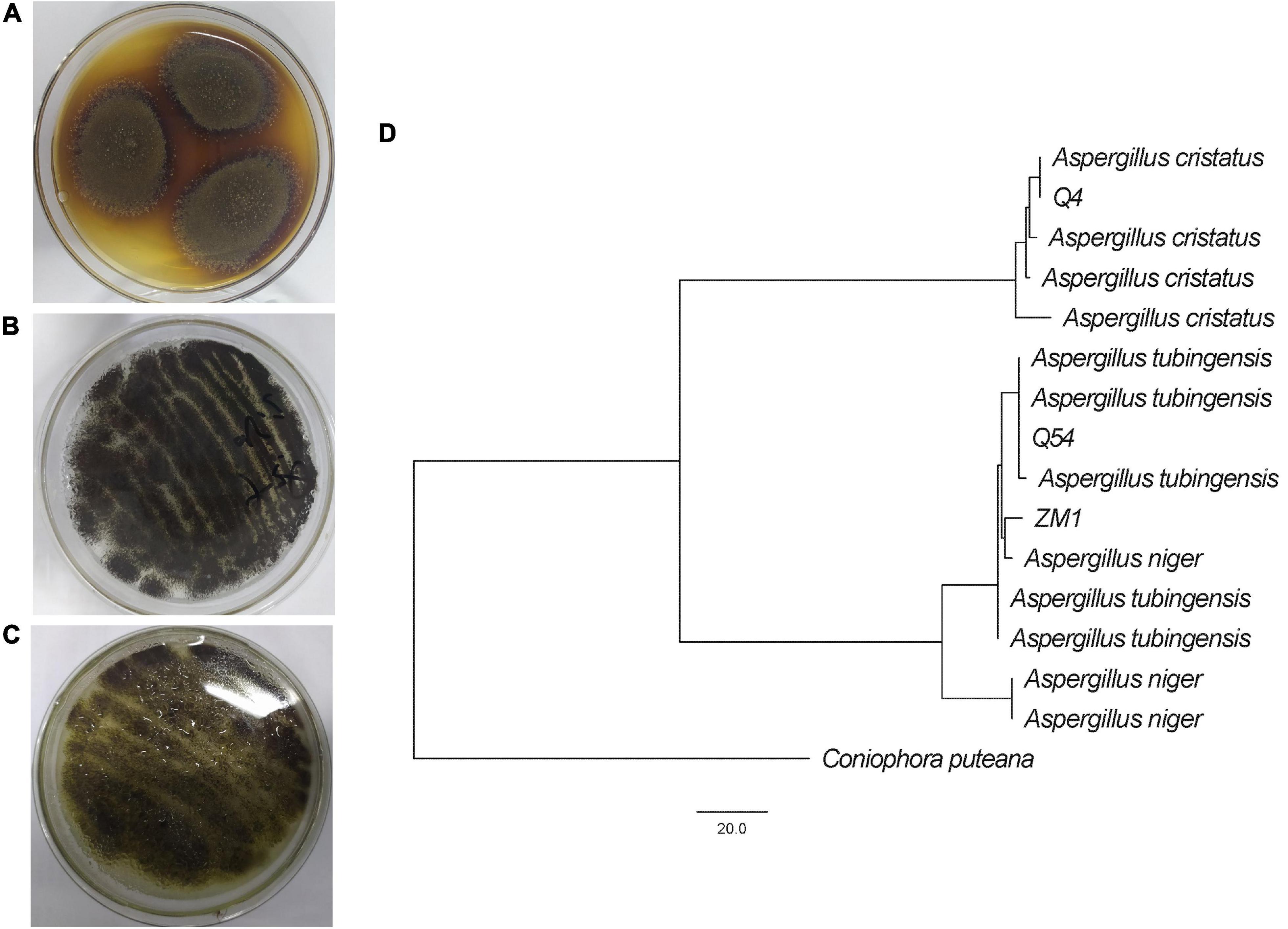 Untargeted metabolomics and quantification analysis reveal the shift of chemical constituents between instant dark teas individually liquid-state fermented by Aspergillus cristatus, Aspergillus niger, and Aspergillus tubingensis